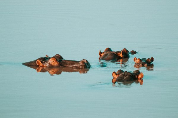 hippopotame Séjour en Afrique du Sud, Agence de Voyage Roadtrip Evasion