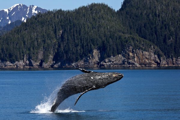 baleine Séjour en Alaska Agence de Voyage Roadtrip Evasion