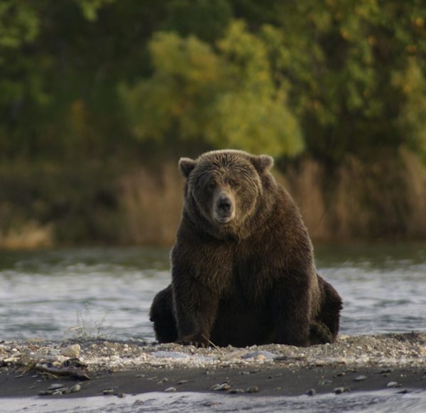 ours brun Séjour en Alaska Agence de Voyage Roadtrip Evasion