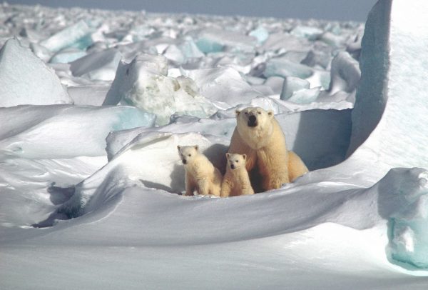 ours blanc Séjour en Alaska Agence de Voyage Roadtrip Evasion