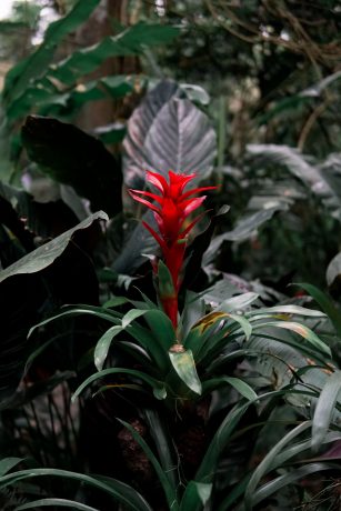 Fleur - Amazonie - Séjour Road Trip Evasion